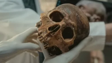 Нове дослідження показує, що неандертальці та денисовці були частиною людської родини, що підтверджує біблійну історію