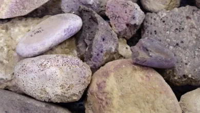 Тель-Шикмона — центр виробництва тирійської пурпурової фарби