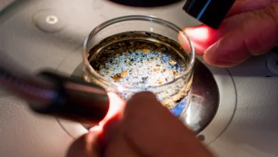 асточки мікропластику під мікроскопом у фолікулярній рідині яєчників