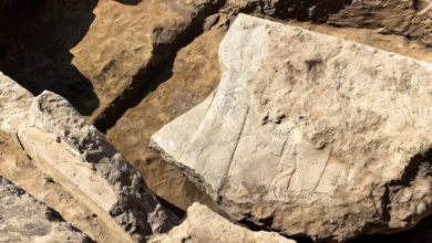 Археологічна знахідка — рельєф царя Ашурбаніпала у тронній залі Ніневії