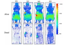 Живий організм світиться біофотонами, що зникають після смерті
