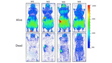 Живий організм світиться біофотонами, що зникають після смерті