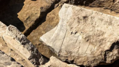 Археологи знайшли у Ніневії величезний рельєф із зображенням царя Ашурбаніпала та богів