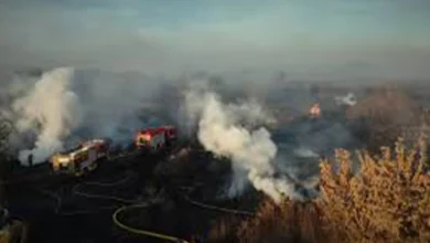 Зруйновані ліси та задимлене небо — наслідки бойових дій для екології