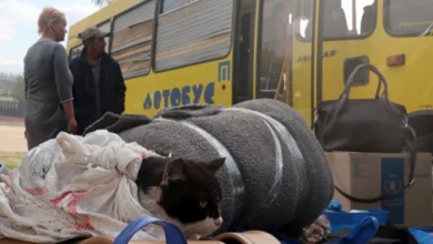 Евакуйовані українці з прифронтових регіонів, дані ООН