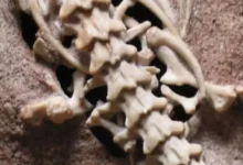 Двонога змія: біблійний «нахаш», палеонтологія та міфи еволюції